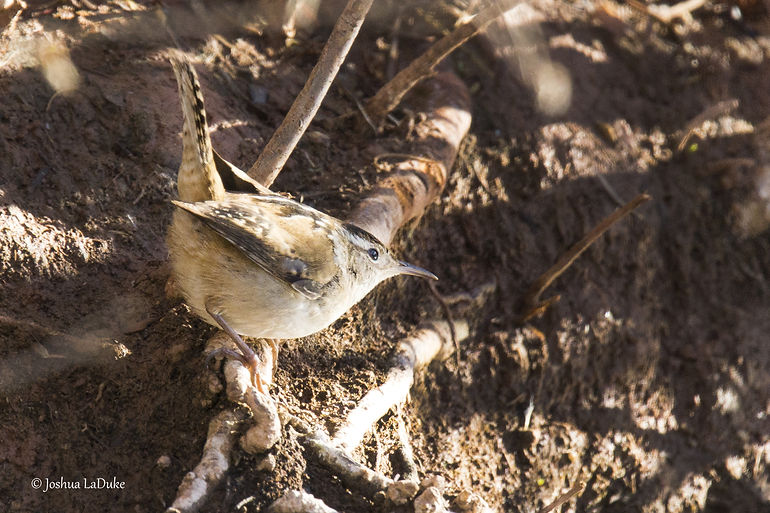 Joshua LaDuke Photography Marsh Wren