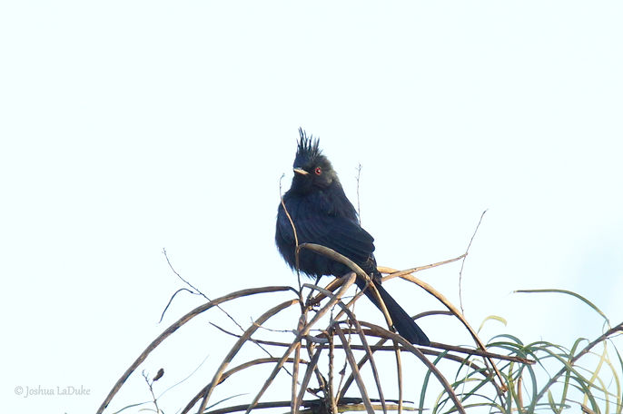 Joshua LaDuke Nature Photography Bird Phainopepla