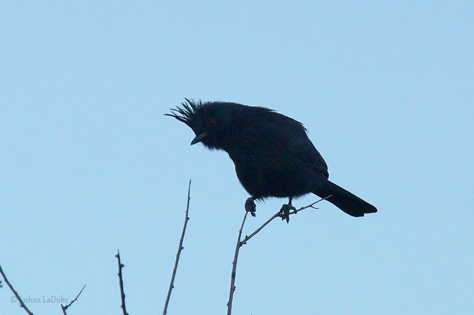Joshua LaDuke Nature Photography Bird Phainopepla