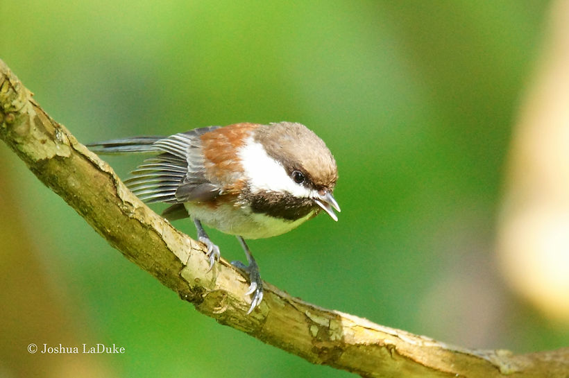 Joshua LaDuke Photography Chestnut Backed Chickadee 