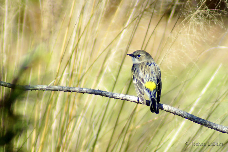 Joshua LaDuke Photography Myrtle Warbler