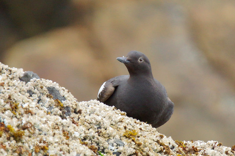 Joshua LaDuke Photography Bird Pigeon Guillemot