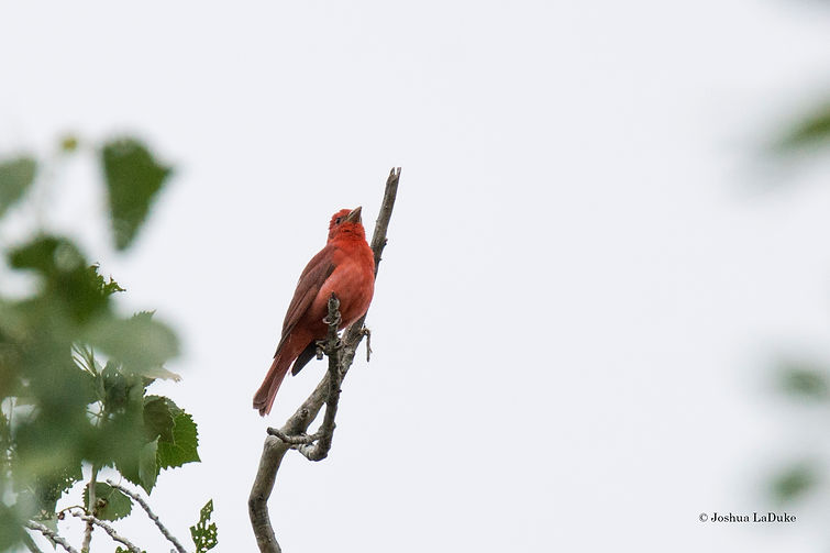 Joshua LaDuke Photography Summer Tanager