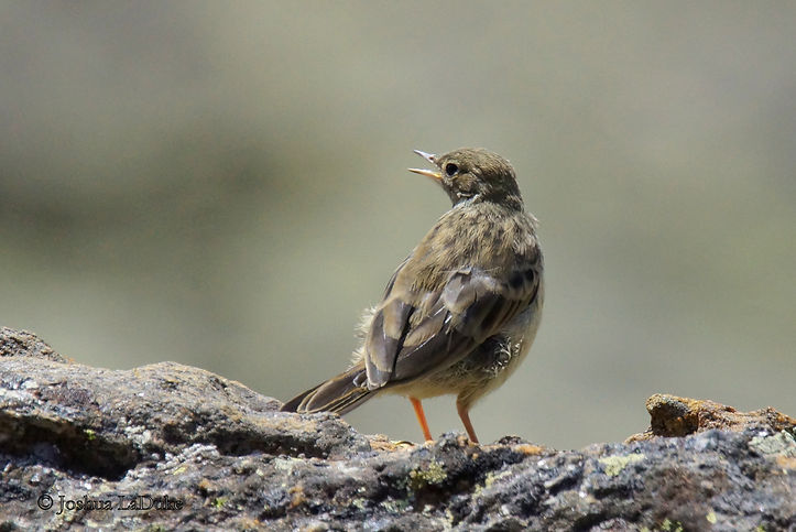 Joshua LaDuke Photography American Pipit
