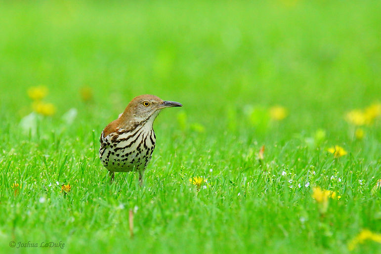 Joshua LaDuke Photography Brown Thrasher                   