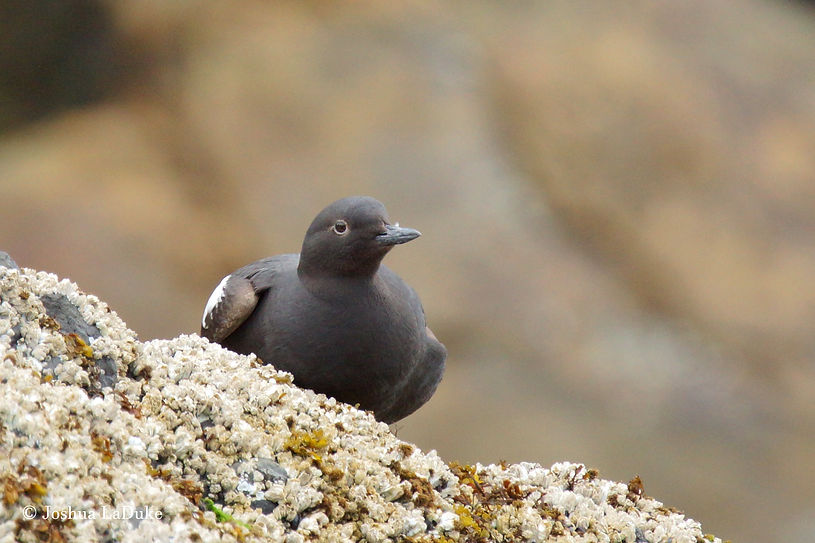 Joshua LaDuke Photography Bird Pigeon Guillemot