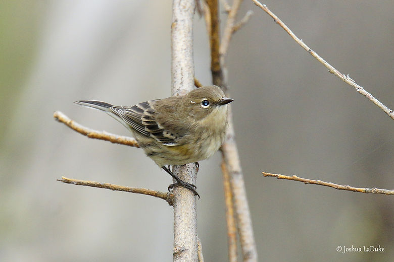 Joshua LaDuke Photography Myrtle Warbler