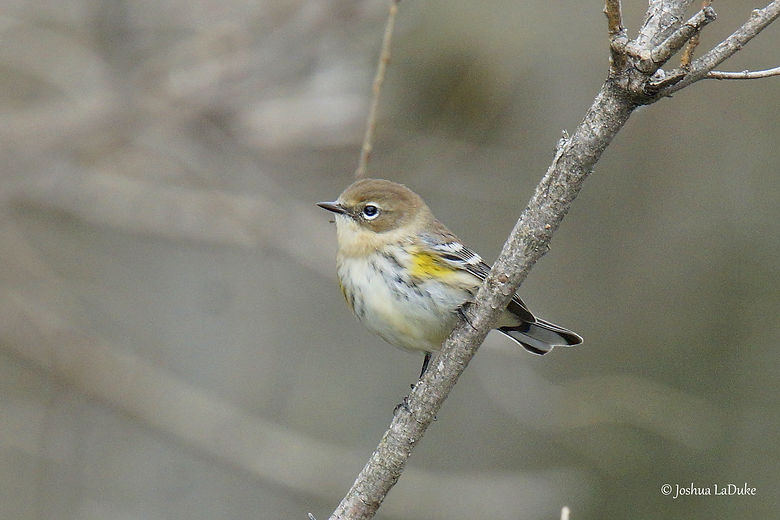 Joshua LaDuke Photography Myrtle Warbler