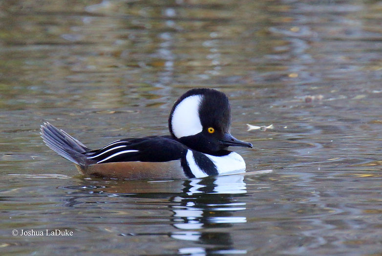 Joshua LaDuke Nature Photography Bird Hooded Merganser