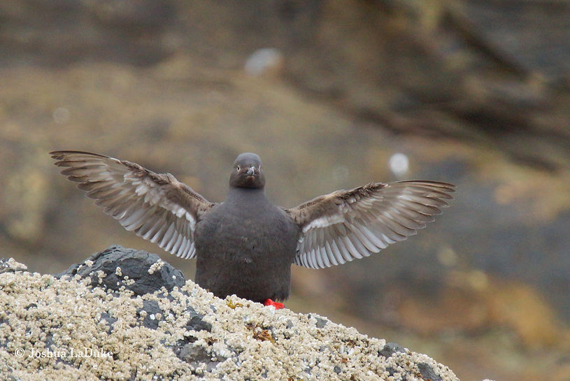 Joshua LaDuke Photography Bird Pigeon Guillemot