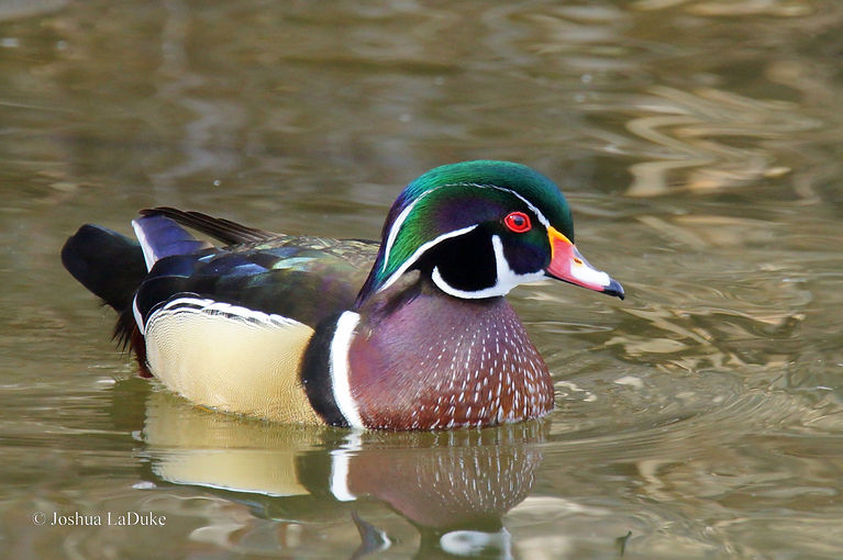 Joshua LaDuke Nature Photography Bird Wood Duck