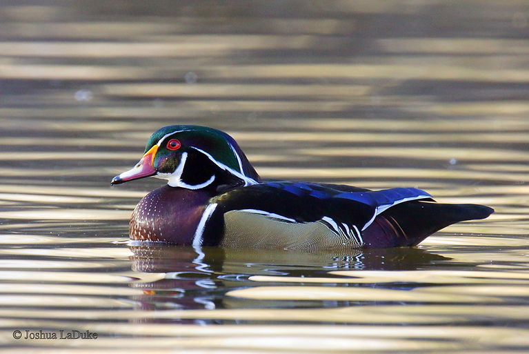 Joshua LaDuke Nature Photography Bird Wood Duck