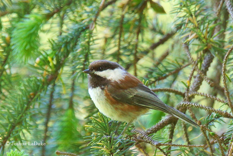 Joshua LaDuke Photography Chestnut Backed Chickadee 