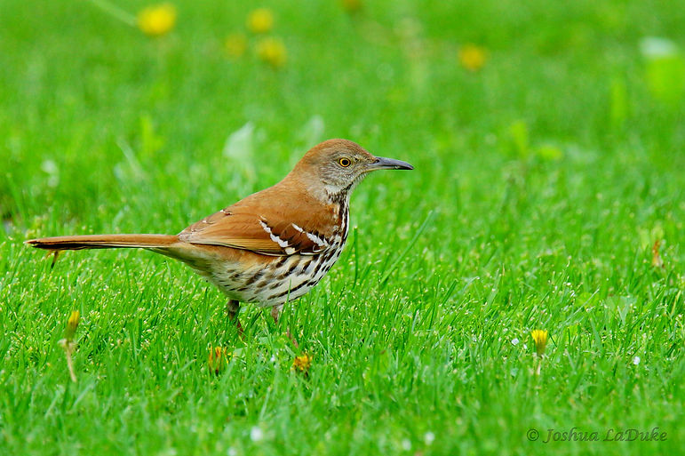 Joshua LaDuke Photography Brown Thrasher 