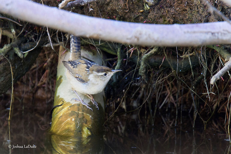Joshua LaDuke Photography Marsh Wren