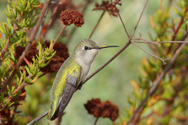 Joshua LaDuke Nature Bird Photography Anna's Hummingbird