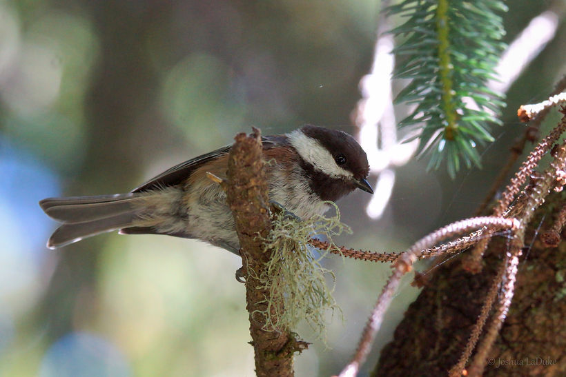 Joshua LaDuke Photography Chestnut Backed Chickadee 