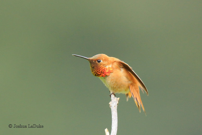 Joshua LaDuke Photography Rufous Hummingbird