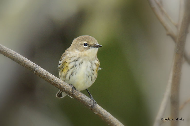 Joshua LaDuke Photography Myrtle Warbler