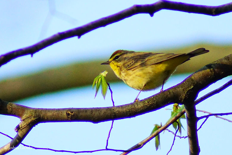 Joshua LaDuke Photography Palm Warbler