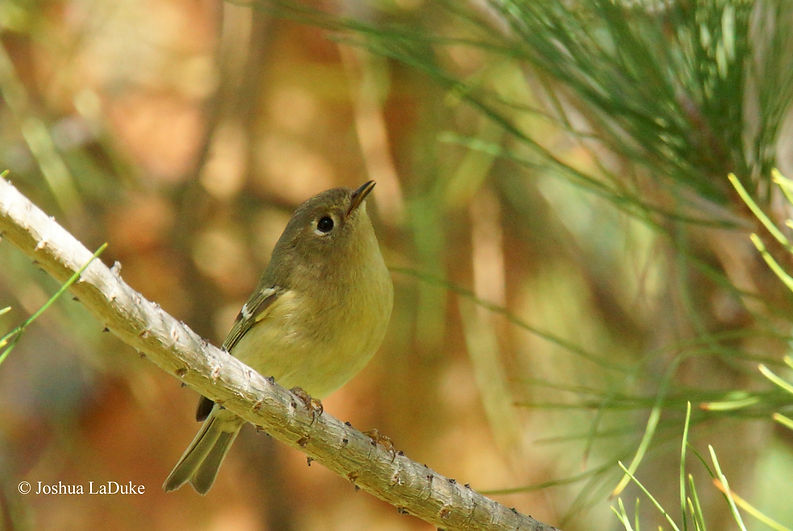 Joshua LaDuke Nature Photography Bird Ruby Crowned Kinglet