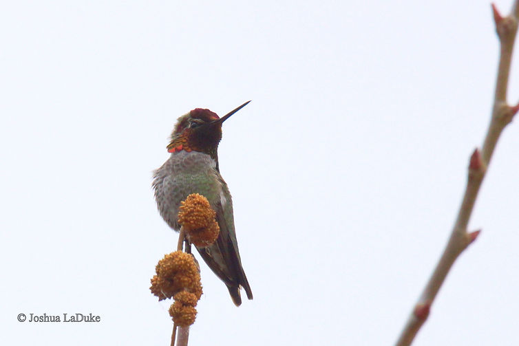Joshua LaDuke Nature Bird Photography Anna's Hummingbird