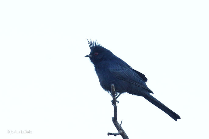 Joshua LaDuke Nature Photography Bird Phainopepla