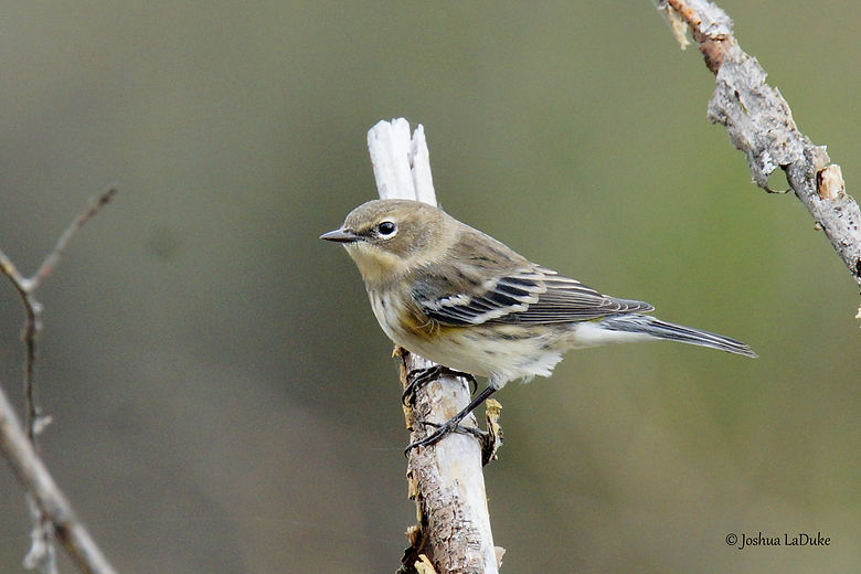 Joshua LaDuke Photography Myrtle Warbler