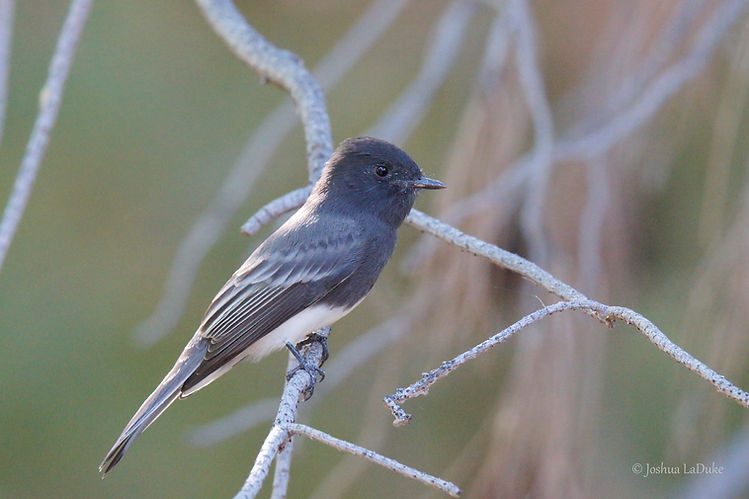 Joshua LaDuke Nature Bird Photography Black Phoebe