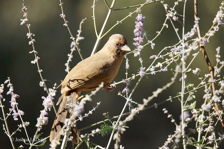 Joshua LaDuke Nature Bird Photography Abert's Towhee