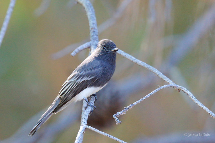 Joshua LaDuke Nature Bird Photography Black Phoebe