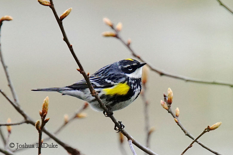 Joshua LaDuke Photography Myrtle Warbler