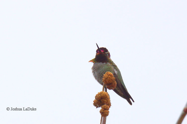 Joshua LaDuke Nature Bird Photography Anna's Hummingbird