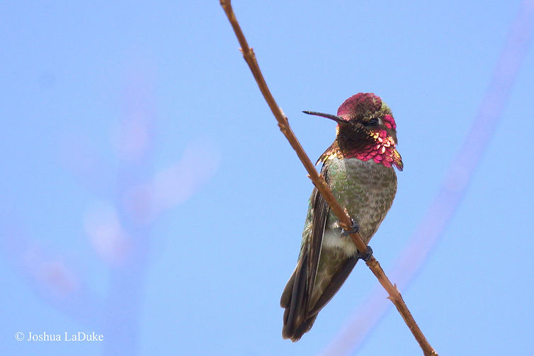 Joshua LaDuke Nature Bird Photography Anna's Hummingbird