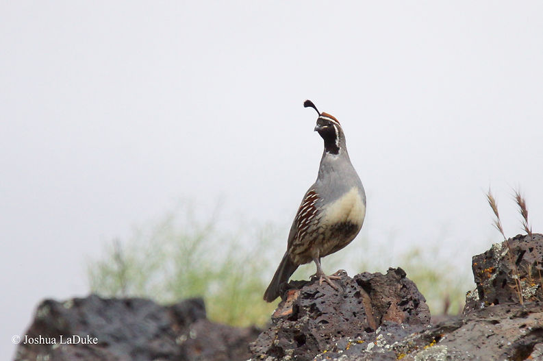 Joshua LaDuke Photography Gambel's Quail