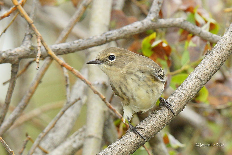 Joshua LaDuke Photography Myrtle Warbler