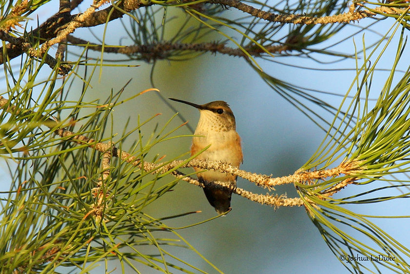 Joshua LaDuke Photography Rufous Hummingbird