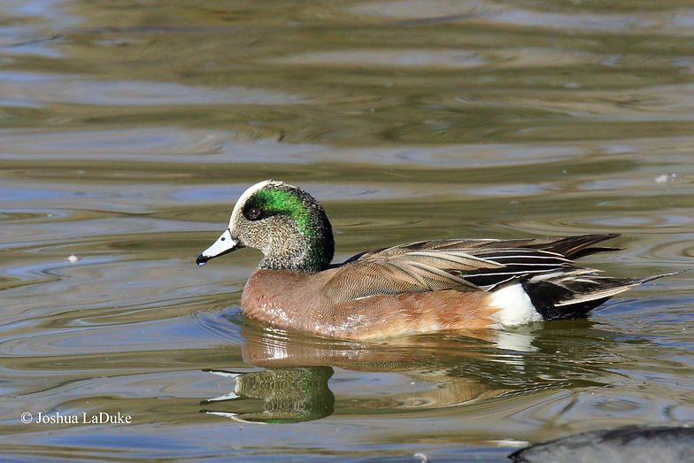 Joshua LaDuke Photography American Wigeon