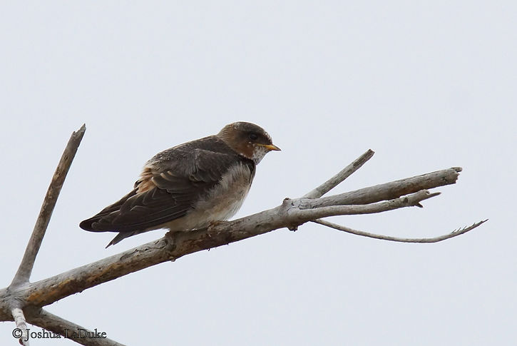 Joshua LaDuke Nature Photography Bird Cliff Swallow