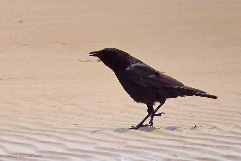 Joshua LaDuke Photography Common Raven