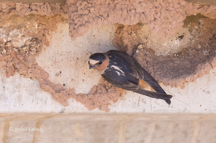 Joshua LaDuke Nature Photography Bird Cliff Swallow