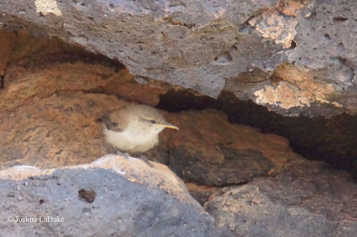 Joshua LaDuke Nature Photography Bird Rock Wren 