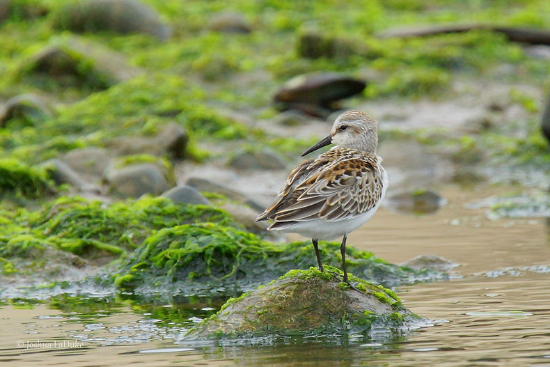 Joshua LaDuke Photography Western Sandpiper