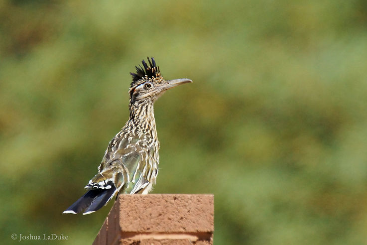 Joshua LaDuke Nature Bird Photography Greater Roadrunner