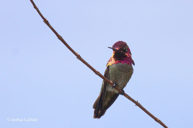 Joshua LaDuke Nature Bird Photography Anna's Hummingbird