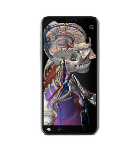 Anatomyka CNS.png