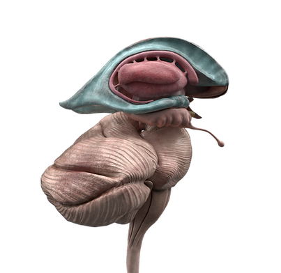 brain4.png