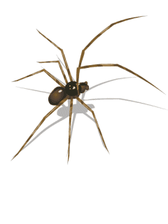 spider_wbe6451x.gif