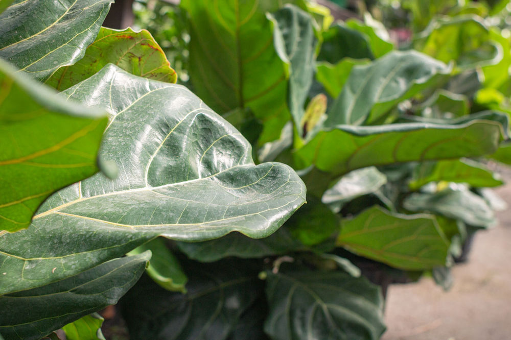How to Repot a Fiddle Leaf Fig