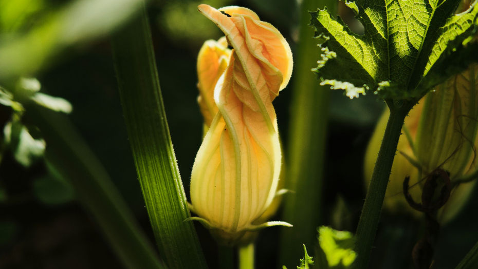 Stuffed Blossoms